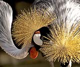 バリバードパークの鳥