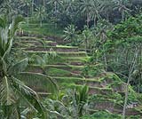 テガラランのライステラスには、緑の風が吹いています