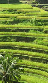 バリ島１日観光ツアーでご案内するテガラランのライステラス