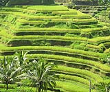 激安２０００円ツアーでご案内するテガラランのライステラス