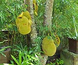 チャンディダサです