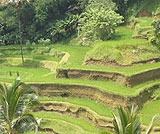 テガラランのライステラス