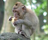 モンキーフォレストにはお猿さんが一杯！