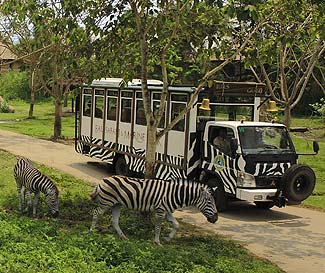 ワクワクドキドキのバリサファリパークのサファリジャーニートリップです