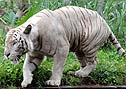 ホワイトタイガーです