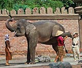 楽しい象のショー