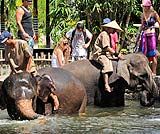 象の水浴びは毎日11：30～