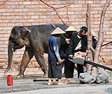 エレファントショーは11：４５AMからです