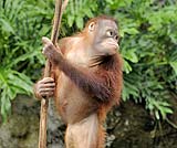 とっても可愛いオラウータンのショー