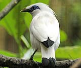 幸せを呼ぶ鳥です