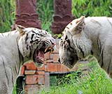 ホワイトタイガーです