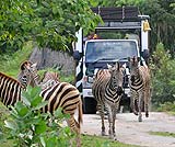 バスの前にシマウマが・・・