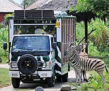 いろんな動物に出会えるサファリジャーニートリップ