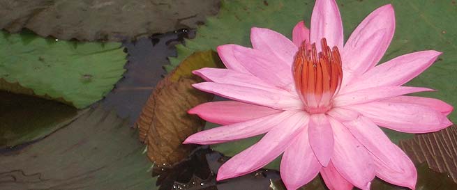 睡蓮の花は、バリサヤの花です！