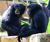 仕草が人間見たいです！