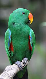 バリズーパークでは、可愛い鳥たちもお待ちしております