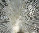 白いクジャクです