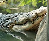 大きなワニがいます