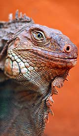 いろんな爬虫類も一杯！