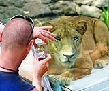 ライオンを身近に見ながら写真をどうぞ・・・