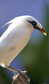 幸せを運ぶバリの鳥「ジャラック・プティ」