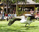 ペリカンのショー