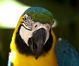 色鮮やかな羽は何のため？