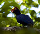 バリバードパークの鳥