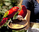 餌付けの一場面