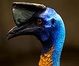 バリバードパークの鳥