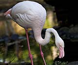 フラミンゴ