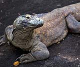 コモドドラゴン