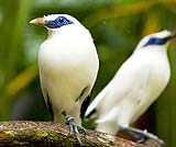 ジャラック・プティ