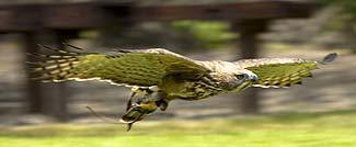 鳥って飛ぶときこんな姿をしているのですね！