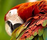 側で見ると感激してしまう鳥の姿です