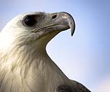 バリバードパークの鳥