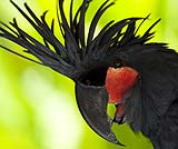 バリバードパークの鳥