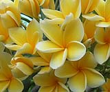 ジュプンの花です