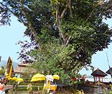 湖畔にある大きな神様の木。パワースポットだともいわれています。