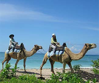 青い空と青い海、白い砂の上をラクダの背中に揺られてお散歩です