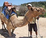 人を乗せようとしてくれているラクダ