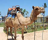 こんなラクダに乗るんですよ～