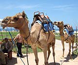 ラクダがお待ちしております