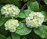 アジサイの花は、チャナンに欠かせません