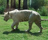 ホワイトタイガー