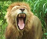 ライオン