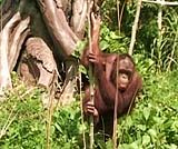 いろんな動物に出あえるバリサファリパーク