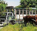 サファリジャーニートリップ