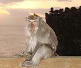 ウルワツのお猿さんたちには気をつけて！