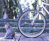 サンゲェの森の中を走ります